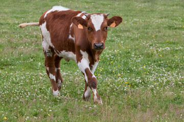 Young brown white cow on meadow