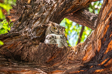 owl sitting on tree