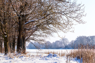 Winter landscape with snowy trees in the forest near the river on a sunny day