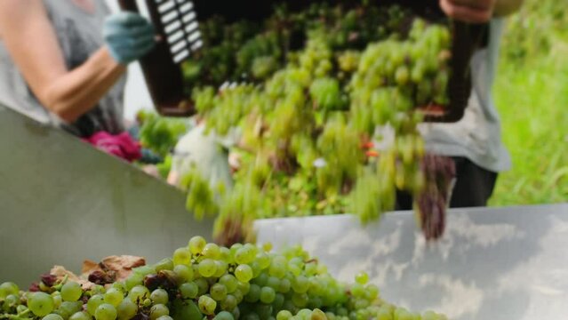 Workers unload freshly picked green Sauvignon grapes during harvest season