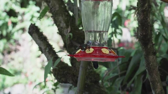 quick and tiny humming birds flying around a feeder in the rainforest near Revash in the andes mountains of Peru.