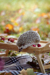 Cute curious hedgehog in the autumn park. Autumn mood. Autumn vegetables and animals. Autumn season