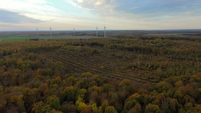 clear-cutting and planting trees in french forest, forest with wind turbines in the background