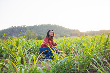asian Woman agriculturist is on the sugarcane farm