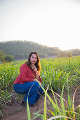 asian Woman agriculturist is on the sugarcane farm