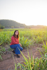 asian Woman agriculturist is on the sugarcane farm