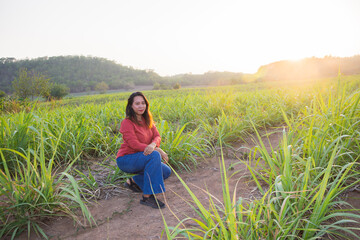 asian Woman agriculturist is on the sugarcane farm