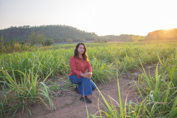 asian Woman agriculturist is on the sugarcane farm