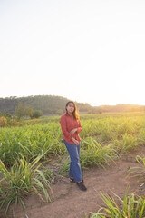 Naklejka na ściany i meble asian Woman agriculturist is on the sugarcane farm