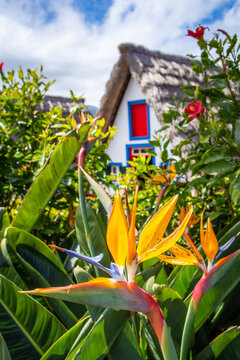 Bird of paradise flower (Strelitzia) with traditional house in Santana on background, Madeira island, Portugal