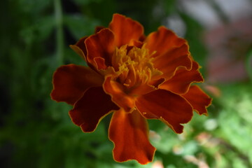 French Marigold flower (tagete patula 