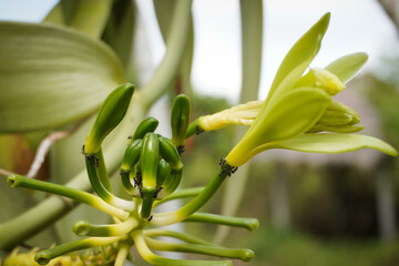 Cultivated flat leaved vanilla planifolia orchid flower and young fruits. Concept for modern agriculture, organic farming, home gardening and planting hobby.