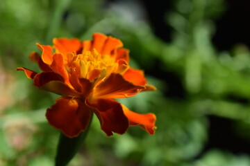 French Marigold flower (tagete patula 