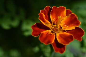 French Marigold flower (tagete patula "flor de muertos") background