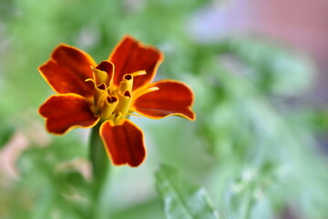 French Marigold flower (tagete patula 