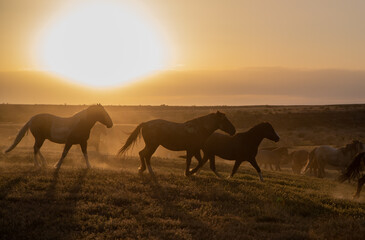 Fototapeta na wymiar Wild Horses at Sunset in the Utah Desert