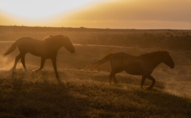 Fototapeta na wymiar Wild Horses at Sunset in the Utah Desert