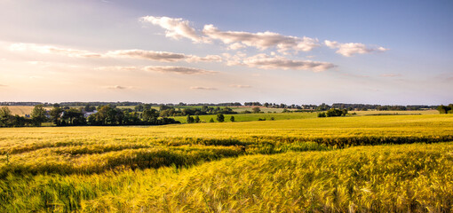Paysage de campagne et champ de blé dans la nature sous un couché de soleil en France.