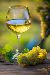 Verre de vin blanc au milieu des vignes et grappe de raisin en automne.