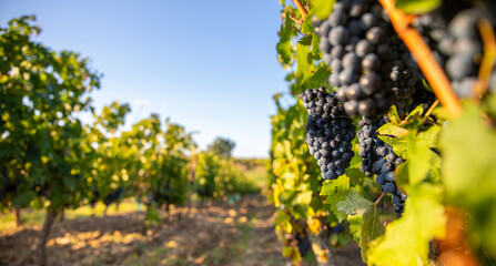 Grappe de raisin noir ou pourpre dans les vigne au soleil en France. - obrazy, fototapety, plakaty