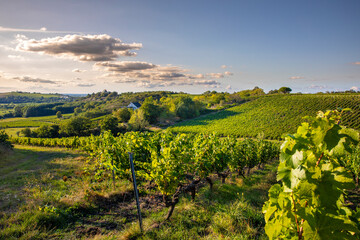 Fototapeta na wymiar Paysage de vigne en France, vignoble d'Anjou dans le Layon avant les vendanges d'automne.