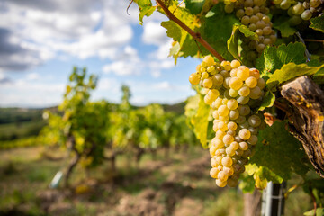 Fototapeta premium Grappe de raisin blanc en automne dans les vigne pendant les vendanges.