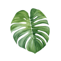 Green monstera plant leaf watercolor paint on white background for card decor