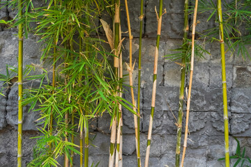 Bamboo trees planted for garden decoration with rough gray stone wall background. Indoor garden ideas using live bamboo to freshen the atmosphere of the house.
