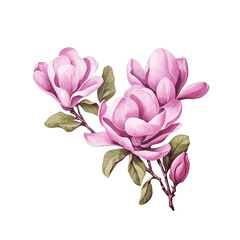 Beautiful magnolia flower branch with leaves watercolor paint on white background