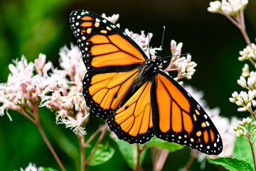butterfly on flower