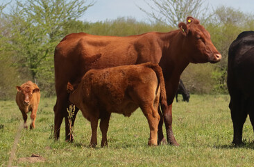 Vaca amamantando