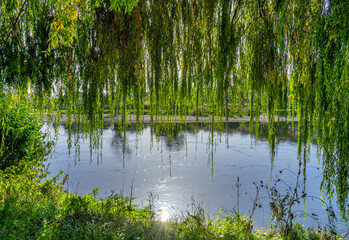 Trauerweide an der Donau, nahe Kloster Weltenburg, Bayern, Deutschland, Europa