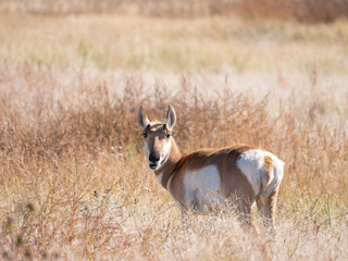 Pronghorn Antilocapra americana
