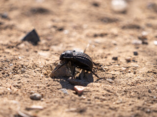 Genus Philolithus, a type of desert stink beetle