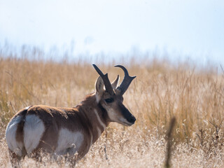 Pronghorn Antilocapra americana