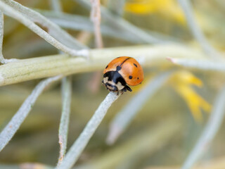 Coccinella novemnotata, the nine-spotted ladybug or nine-spotted lady beetle, is a species of ladybug native to North America 