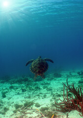 sea turtle swimming in the crystal clear waters on a reef in the Caribbean Sea
