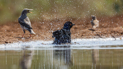 Cape Glossy Starling bathing in waterhole in Kruger National park, South Africa ; Specie...