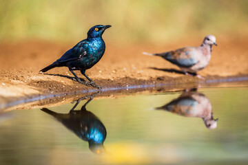 Cape Glossy Starling and laughing dove along waterhole in Kruger National park, South Africa ; Specie Lamprotornis nitens family of Sturnidae
