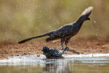 Cape Glossy Starling bathing with turaco on background in Kruger National park, South Africa ;...