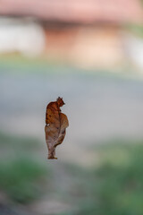 Close up of a single orange and brown dry leaf falling in the forest