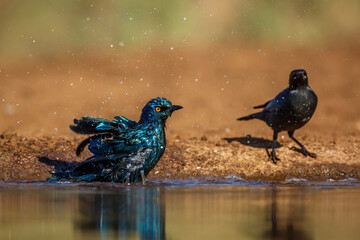 Two Cape Glossy Starling bathing in waterhole with reflection in Kruger National park, South Africa ; Specie Lamprotornis nitens family of Sturnidae