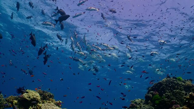 In the deep blue water, schools of reef fish, such as the Snubnose Pompano, Brassy Chub, and Red Snapper, glide gracefully over vibrant corals at the Great Barrier Reef.