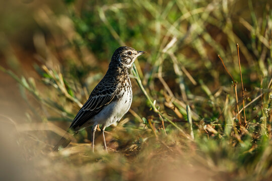 Dusky Lark hidding in the grass in Kruger National park, South Africa; specie Pinarocorys nigricans family of Alaudidae