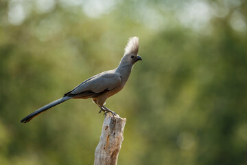 Grey go away bird standing  backlit on a log in Kruger National park, South Africa ; Specie Corythaixoides concolor family of Musophagidae