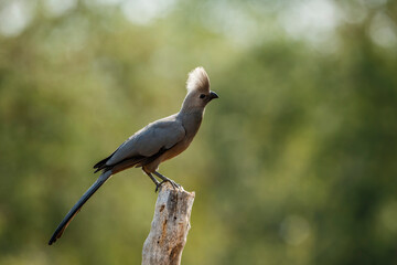 Grey go away bird standing  backlit on a log in Kruger National park, South Africa ; Specie...