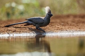 Obraz premium Grey go away bird along waterhole backit in Kruger National park, South Africa ; Specie Corythaixoides concolor family of Musophagidae