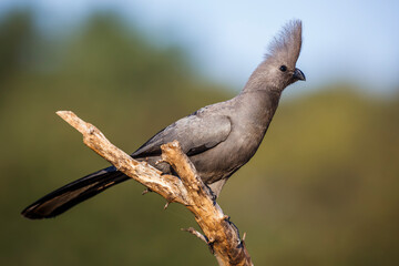 Grey go away bird standing on a branch isolated in natural background in Kruger National park,...