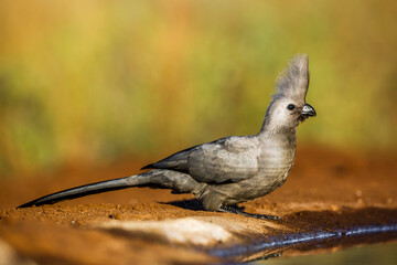 Grey go away bird standing ground level in morning light in Kruger National park, South Africa ; Specie Corythaixoides concolor family of Musophagidae
