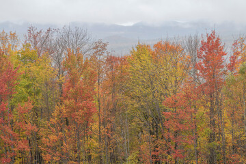 October foliage in the Twin-Zealand Range, White Mountains, New Hampshire